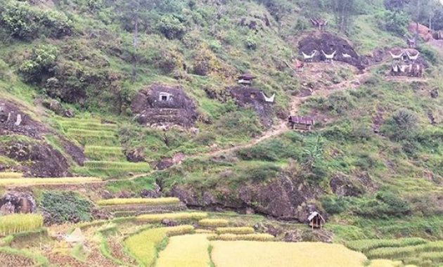 limbong, eloknya oase di dataran tinggi toraja utara