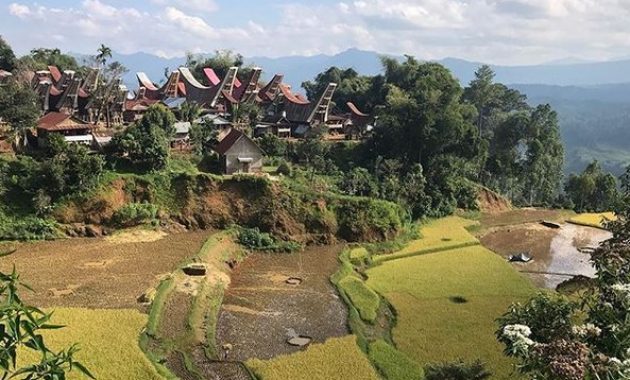 limbong, eloknya oase di dataran tinggi toraja utara