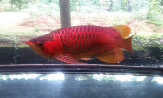 mau rekreasi bersama keluarga? ke telaga arwana saja