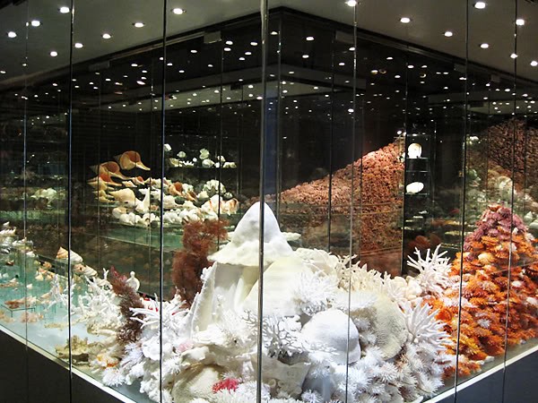mengenal berbagai jenis kerang di bali shell museum, Harga Tiket Masuk, Jalan Menuju Lokasi, Fasilitas, Sekilas Museum Kerang, Daya Tarik 