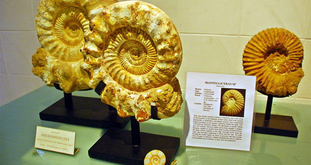 mengenal berbagai jenis kerang di bali shell museum, Harga Tiket Masuk, Jalan Menuju Lokasi, Fasilitas, Sekilas Museum Kerang, Daya Tarik 