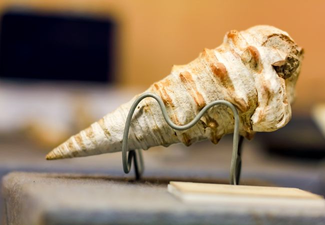 mengenal berbagai jenis kerang di bali shell museum, Harga Tiket Masuk, Jalan Menuju Lokasi, Fasilitas, Sekilas Museum Kerang, Daya Tarik 