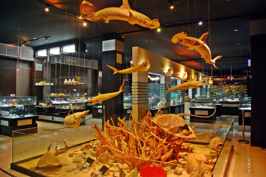 mengenal berbagai jenis kerang di bali shell museum, Harga Tiket Masuk, Jalan Menuju Lokasi, Fasilitas, Sekilas Museum Kerang, Daya Tarik 