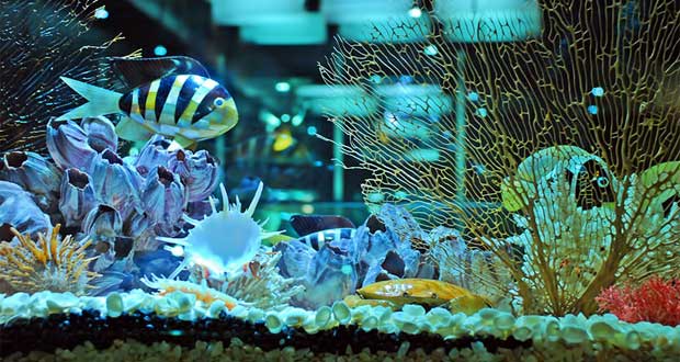 mengenal berbagai jenis kerang di bali shell museum, Harga Tiket Masuk, Jalan Menuju Lokasi, Fasilitas, Sekilas Museum Kerang, Daya Tarik 