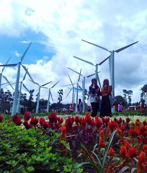 alamat taman bunga celosia, harga tiket masuk taman bunga celosia, info taman bunga celosia, keindahan taman bunga celosia, lokasi taman bunga celosia, rumah hobbit taman bunga celosia, rute taman bunga celosia, spot foto di taman bunga celosia, taman bunga celosia, wisata taman bunga celosia, wisata terbaru di semarang, menikmati keindahan taman bunga celosia di kaki gunung ungaran