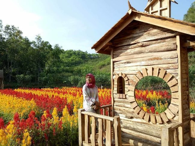 alamat taman bunga celosia, harga tiket masuk taman bunga celosia, info taman bunga celosia, keindahan taman bunga celosia, lokasi taman bunga celosia, rumah hobbit taman bunga celosia, rute taman bunga celosia, spot foto di taman bunga celosia, taman bunga celosia, wisata taman bunga celosia, wisata terbaru di semarang, menikmati keindahan taman bunga celosia di kaki gunung ungaran