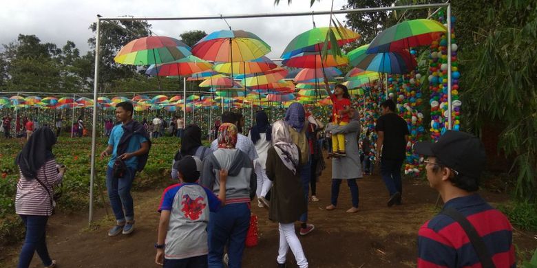 alamat taman bunga celosia, harga tiket masuk taman bunga celosia, info taman bunga celosia, keindahan taman bunga celosia, lokasi taman bunga celosia, rumah hobbit taman bunga celosia, rute taman bunga celosia, spot foto di taman bunga celosia, taman bunga celosia, wisata taman bunga celosia, wisata terbaru di semarang, menikmati keindahan taman bunga celosia di kaki gunung ungaran