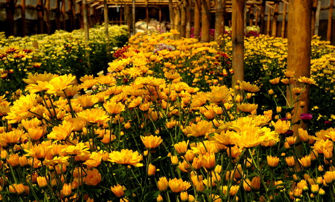 alamat taman bunga celosia, harga tiket masuk taman bunga celosia, info taman bunga celosia, keindahan taman bunga celosia, lokasi taman bunga celosia, rumah hobbit taman bunga celosia, rute taman bunga celosia, spot foto di taman bunga celosia, taman bunga celosia, wisata taman bunga celosia, wisata terbaru di semarang, menikmati keindahan taman bunga celosia di kaki gunung ungaran