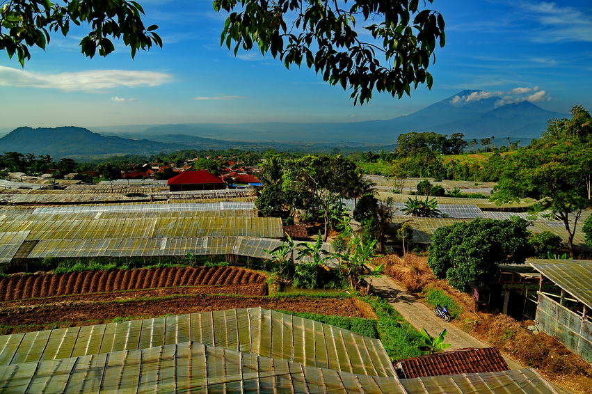 alamat taman bunga celosia, harga tiket masuk taman bunga celosia, info taman bunga celosia, keindahan taman bunga celosia, lokasi taman bunga celosia, rumah hobbit taman bunga celosia, rute taman bunga celosia, spot foto di taman bunga celosia, taman bunga celosia, wisata taman bunga celosia, wisata terbaru di semarang, menikmati keindahan taman bunga celosia di kaki gunung ungaran