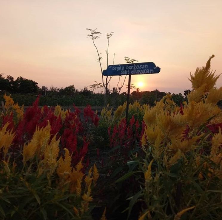 alamat taman bunga celosia, harga tiket masuk taman bunga celosia, info taman bunga celosia, keindahan taman bunga celosia, lokasi taman bunga celosia, rumah hobbit taman bunga celosia, rute taman bunga celosia, spot foto di taman bunga celosia, taman bunga celosia, wisata taman bunga celosia, wisata terbaru di semarang, menikmati keindahan taman bunga celosia di kaki gunung ungaran
