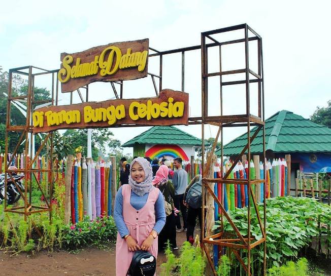 Menikmati Keindahan Taman Bunga Celosia di Kaki Gunung Ungaran