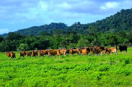 Objek Wisata Taman Nasional Alas Purwo Banyuwangi Jawa Timur