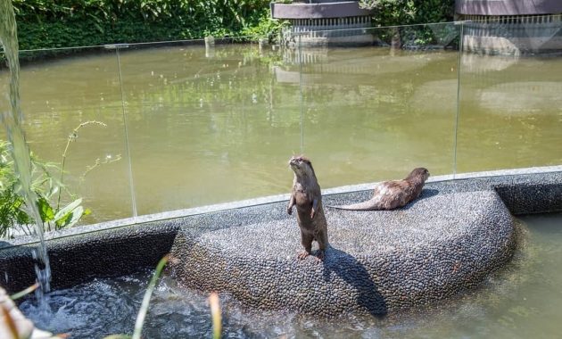 padma resort, penginapan mewah dengan mini zoo serta kolam renang infinity terpanjang di ubud