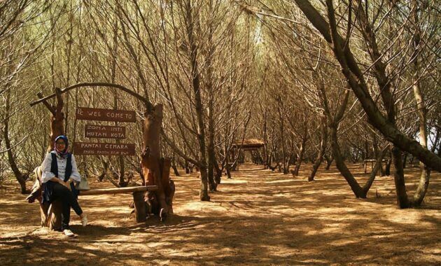 pantai cemara di banyuwangi, Asal Usul Nama , Keindahan Lokasi, Rute Menuju Lokasi, Harga Tiket Masuk, Penginapan di Sekitar