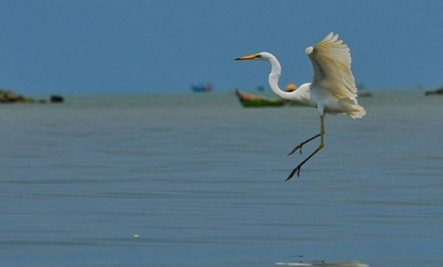 pantai morosari demak, destinasi wisata yang mempesona di jawa tengah, Rute Menuju Lokasi, Hal yang Menarik di Pantai Morosari, Fasilitas yang Ada di Pantai Morosari, Harga Tiket Masuk Pantai Morosari