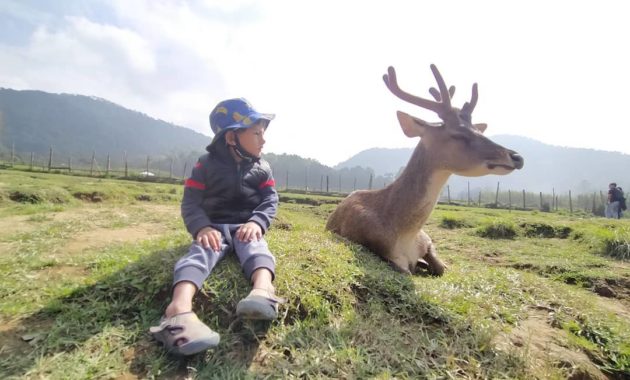 penangkaran rusa gresik, Deer Farm, Tempat Sejenis, Berwisata Disini , Lokasi Dimana, Harga Tiket Masuk