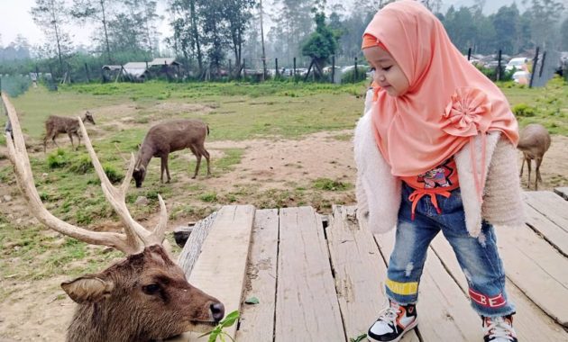 penangkaran rusa gresik, Deer Farm, Tempat Sejenis, Berwisata Disini , Lokasi Dimana, Harga Tiket Masuk