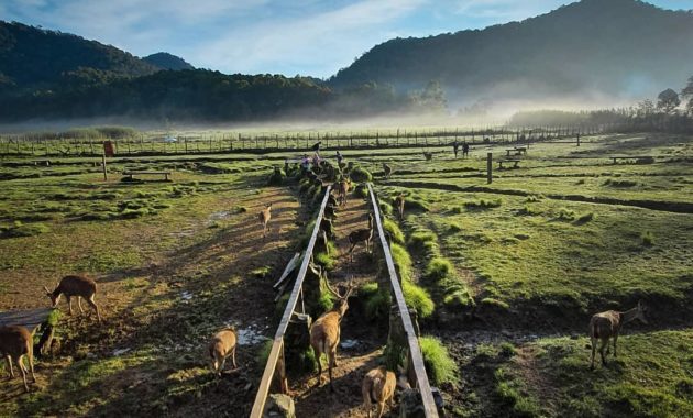 penangkaran rusa gresik, Deer Farm, Tempat Sejenis, Berwisata Disini , Lokasi Dimana, Harga Tiket Masuk