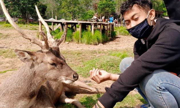 penangkaran rusa gresik, Deer Farm, Tempat Sejenis, Berwisata Disini , Lokasi Dimana, Harga Tiket Masuk