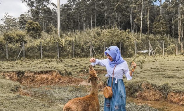 penangkaran rusa gresik, Deer Farm, Tempat Sejenis, Berwisata Disini , Lokasi Dimana, Harga Tiket Masuk