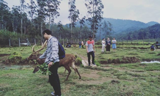 penangkaran rusa gresik, Deer Farm, Tempat Sejenis, Berwisata Disini , Lokasi Dimana, Harga Tiket Masuk