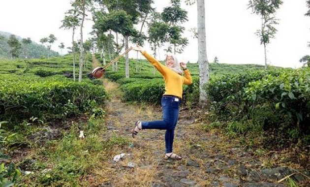 pesona indahnya kebun teh jamus ngawi dan spot borobudur hills yang hits banget