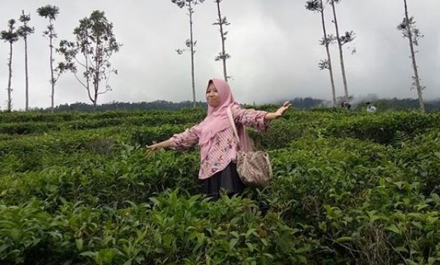 pesona indahnya kebun teh jamus ngawi dan spot borobudur hills yang hits banget