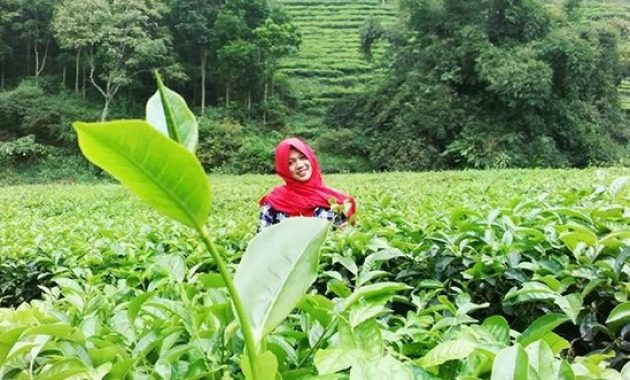 pesona indahnya kebun teh jamus ngawi dan spot borobudur hills yang hits banget