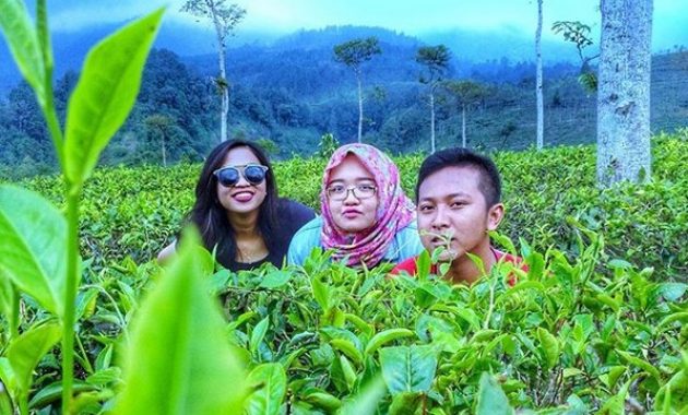 pesona indahnya kebun teh jamus ngawi dan spot borobudur hills yang hits banget