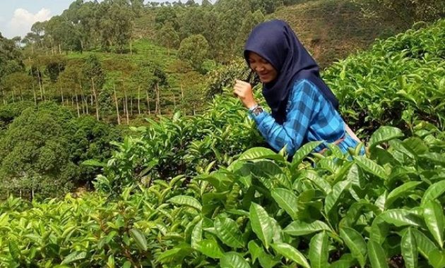 pesona indahnya kebun teh jamus ngawi dan spot borobudur hills yang hits banget