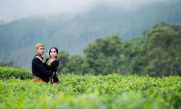 pesona indahnya kebun teh jamus ngawi dan spot borobudur hills yang hits banget