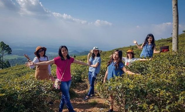 pesona indahnya kebun teh jamus ngawi dan spot borobudur hills yang hits banget