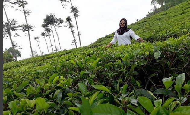 pesona indahnya kebun teh jamus ngawi dan spot borobudur hills yang hits banget