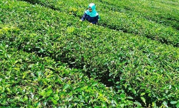 pesona indahnya kebun teh jamus ngawi dan spot borobudur hills yang hits banget
