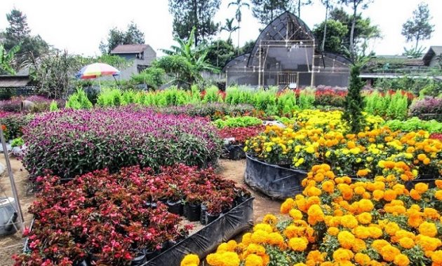 piknik bersama keluarga ke taman bunga wiladatika cibubur