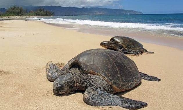 potret indahnya pantai sukamade (meru betiri national park) dan berapa harga tiket masuknya?