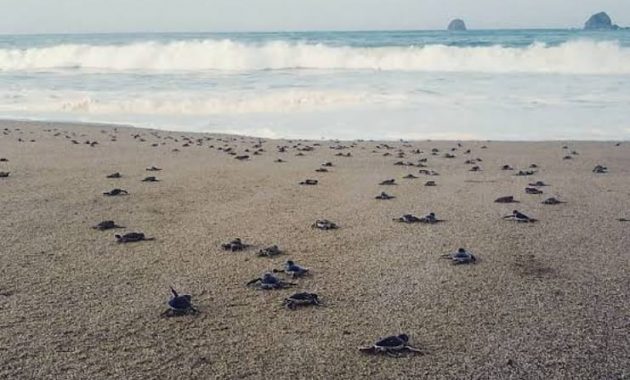 Potret Indahnya Pantai Sukamade (Meru Betiri National Park) dan Berapa Harga Tiket Masuknya?