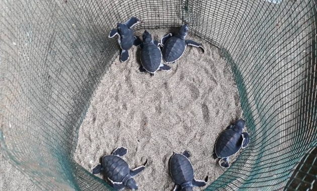 potret indahnya pantai sukamade (meru betiri national park) dan berapa harga tiket masuknya?