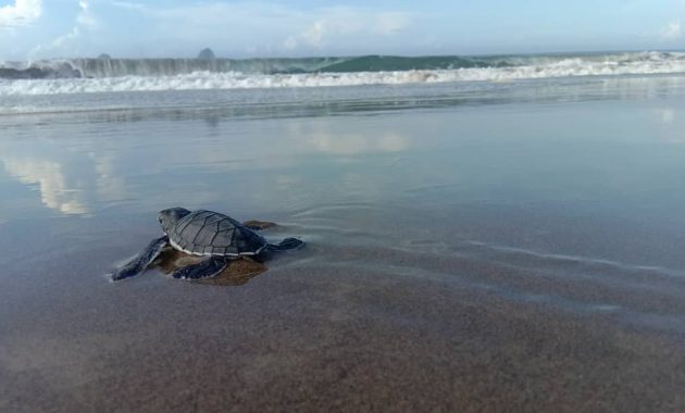 potret indahnya pantai sukamade (meru betiri national park) dan berapa harga tiket masuknya?