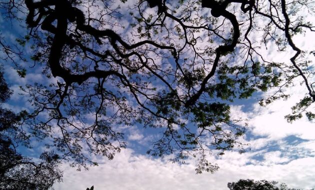 potret keseruan nongkrong di taman foto bandung, bisa usir penat, Harga Tiket Masuk, Jalan Menuju Lokasi, Fasilitas, Sejarah Taman Foto, Ruang Publik Fotografi