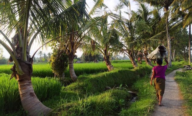sari organik ubud bali