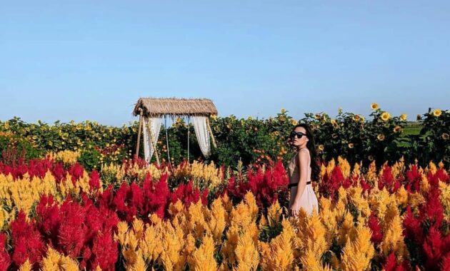 Serunya Berswafoto Ditengah Hamparan Bunga Warna Warni Resoinangun Garden