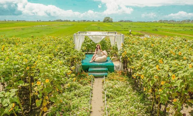 serunya berswafoto ditengah hamparan bunga warna warni resoinangun garden, Harga Tiket Masuk, Jalan Menuju Lokasi, Fasilitas, Spot Foto Instagramable, Pesona Resoinangun Garden
