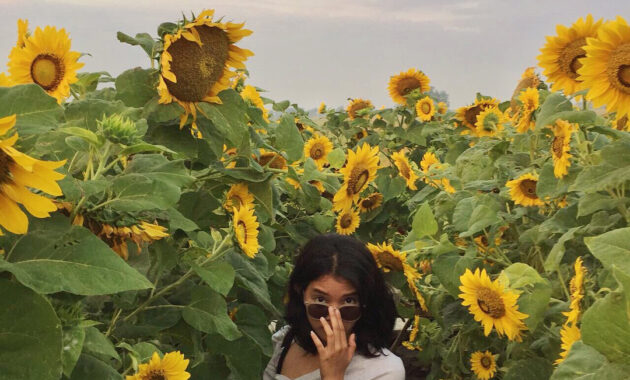 serunya berswafoto ditengah hamparan bunga warna warni resoinangun garden, Harga Tiket Masuk, Jalan Menuju Lokasi, Fasilitas, Spot Foto Instagramable, Pesona Resoinangun Garden
