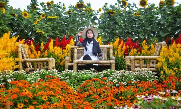 serunya berswafoto ditengah hamparan bunga warna warni resoinangun garden, Harga Tiket Masuk, Jalan Menuju Lokasi, Fasilitas, Spot Foto Instagramable, Pesona Resoinangun Garden