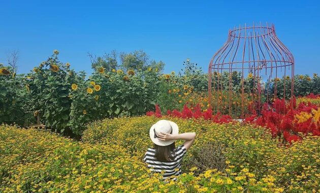 serunya berswafoto ditengah hamparan bunga warna warni resoinangun garden, Harga Tiket Masuk, Jalan Menuju Lokasi, Fasilitas, Spot Foto Instagramable, Pesona Resoinangun Garden