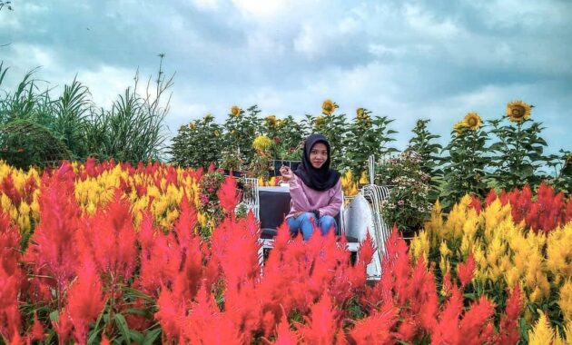serunya berswafoto ditengah hamparan bunga warna warni resoinangun garden, Harga Tiket Masuk, Jalan Menuju Lokasi, Fasilitas, Spot Foto Instagramable, Pesona Resoinangun Garden