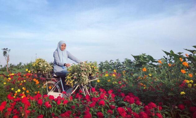 serunya berswafoto ditengah hamparan bunga warna warni resoinangun garden, Harga Tiket Masuk, Jalan Menuju Lokasi, Fasilitas, Spot Foto Instagramable, Pesona Resoinangun Garden