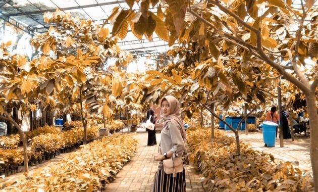 serunya berwisata di kampung coklat blitar, bersenang-senang sambil belajar, Harga Tiket Masuk, Jalan Menuju Lokasi, Fasilitas, Mengenai Kampung Cokelat
