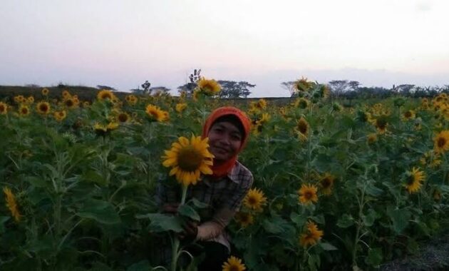 tak hanya cantik, 10 kebun bunga matahari di indonesia ini instagenic banget